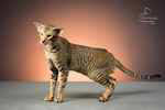 Oriental brown spotted tabby, Purrfect Lee Purrfect.