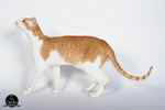 Oriental red spotted tabby et blanc mâle, Rock n' Cats Jumbo.