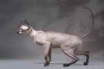 Peterbald seal tabby point femelle, Zodiacal Light Only My.