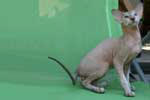 Peterbald seal silver tabby point femelle, F.B.I. des Touch Too Much