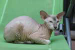 Peterbald seal silver tabby point femelle, F.B.I. des Touch Too Much