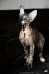 [Peterbald black tortie, Etna des Touch Too Much]