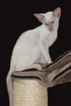 Siamois fawn point mâle, Lutin de Thaï Noy.