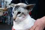 Siamoise seal tabby point, Miao Chan's Giselle.
