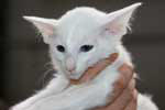 Balinais blanc yeux bleus mâle, Oreste of Ayudhya