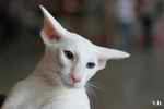 Oriental blanc yeux impairs, Jules de Chatty Cat.