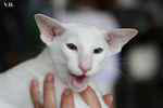 Oriental blanc yeux impairs, Jules de Chatty Cat.