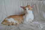 Oriental red spotted tabby et blanc, Hallan des Petits Mozart.