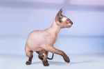 Peterbald seal tabby point femelle, Zodiacal Light Only My.