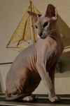 Peterbald seal silver tabby point femelle, Thairon de Cat Orchestra.