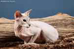 Peterbald seal silver tabby point femelle, Thairon de Cat Orchestra.