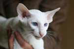 Oriental blanc yeux bleus mâle, Ferroe du Lion de Cunha